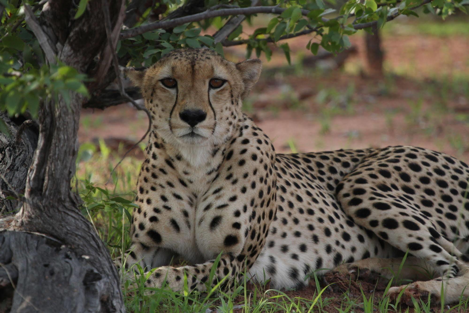 Changa Safari Camp Matusadona National Park Exterior photo